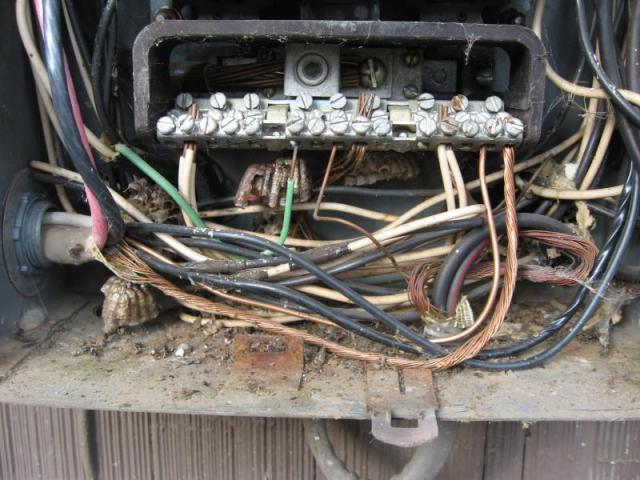 Wasps in electrical panel