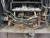 Wasps in electrical panel